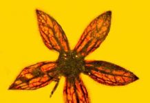 Seven complete specimens of new flower, all 100 million years old