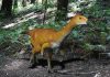 Study identifies dinosaur ‘missing link’