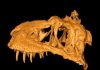 Unique imaging of a dinosaur’s skull tells evolutionary tale