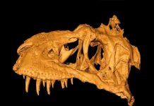 Unique imaging of a dinosaur’s skull tells evolutionary tale