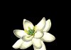 What flowers looked like 100 million years ago