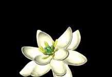 What flowers looked like 100 million years ago