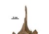 Woolly rhino neck ribs provide clues about their decline and eventual extinction