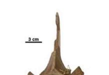 Woolly rhino neck ribs provide clues about their decline and eventual extinction