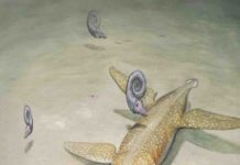 Ancestor of sea reptile super-predators found in Germany