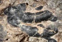 Big herbivorous dinosaurs ate crustaceans as a side dish
