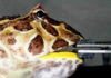 Bite force research reveals dinosaur-eating frog