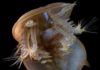 Celebrity fossil reveals all for science