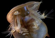 Celebrity fossil reveals all for science