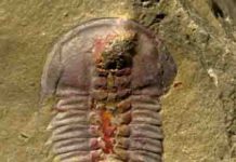 Early trilobites had stomachs, new fossil study finds