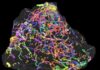 Half a billion year old fossils shed light animal evolution on Earth