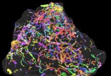 Half a billion year old fossils shed light animal evolution on Earth