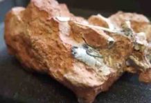 Lumbering giants had agile ancestors “Dinosaur evolution”