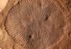 ‘Mysterious’ ancient creature was definitely an animal, research confirms