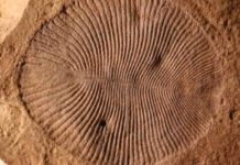 ‘Mysterious’ ancient creature was definitely an animal, research confirms