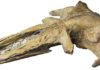 New Peruvian whale fossil discovery sheds light on whale lineages