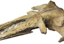 New Peruvian whale fossil discovery sheds light on whale lineages