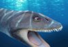 Plesiosaur fossil found 33 years ago yields new convergent evolution findings