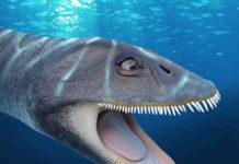 Plesiosaur fossil found 33 years ago yields new convergent evolution findings