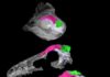 Scientists track the brain-skull transition from dinosaurs to birds