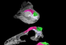 Scientists track the brain-skull transition from dinosaurs to birds