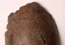 6,000-year-old skull could be from the world’s earliest known tsunami victim This is the cranium of a person who lived in what's now Papua New Guinea, 6,000 years ago.