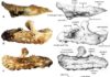 Extreme tooth enlargement in a new Late Cretaceous rhabdodontid dinosaur from Southern France