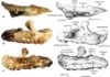 A new Late Cretaceous Rhabdodontid dinosaur from Southern France Extreme tooth enlargement in a new Late Cretaceous rhabdodontid dinosaur from Southern France
