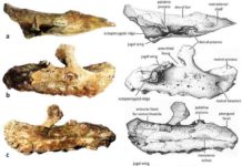 A new Late Cretaceous Rhabdodontid dinosaur from Southern France Extreme tooth enlargement in a new Late Cretaceous rhabdodontid dinosaur from Southern France