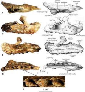 Extreme tooth enlargement in a new Late Cretaceous rhabdodontid dinosaur from Southern France