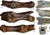Alvarezsaurid dinosaur from the late Cretaceous found in Uzbekistan This is an image of alvarezsauridae gen. et sp. indet., posterior caudal vertebrae.