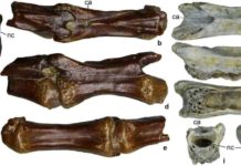 Alvarezsaurid dinosaur from the late Cretaceous found in Uzbekistan This is an image of alvarezsauridae gen. et sp. indet., posterior caudal vertebrae.