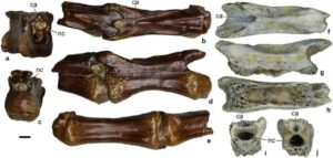 This is an image of alvarezsauridae gen. et sp. indet., posterior caudal vertebrae.