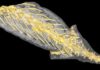 Ancient petrified salamander reveals its last meal