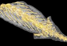 Ancient petrified salamander reveals its last meal