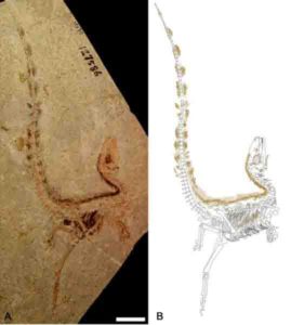 preserved fossil specimen of Sinosauropteryx from the Early Cretaceous Jehol Biota of China
