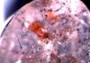 Diamonds deliver insights into the chemistry of the deep Earth’s interior Inclusion within a diamond