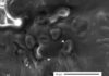 Dinosaur blood? New research urges caution regarding fossilized soft tissue