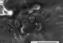 Dinosaur blood? New research urges caution regarding fossilized soft tissue