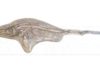 ‘Fake fin’ discovery reveals new ichthyosaur species Ichthyosaur