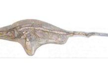 ‘Fake fin’ discovery reveals new ichthyosaur species Ichthyosaur
