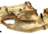 Fanged kangaroo research could shed light on extinction