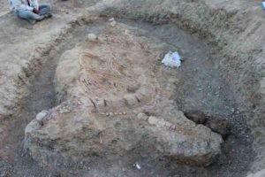 Articulated skeleton of Ophthalmosaurid ichthyosaur at the excavation site south of Lodai village