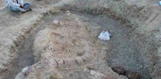 Articulated skeleton of Ophthalmosaurid ichthyosaur at the excavation site south of Lodai village