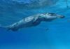 Fossil points to early rise of ancient crocodiles