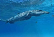 Fossil points to early rise of ancient crocodiles