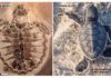 Keratin, proteins from 54-million-year-old sea turtle show survival trait evolution