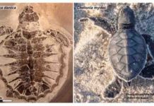 Keratin, proteins from 54-million-year-old sea turtle show survival trait evolution