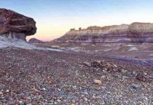 Late Triassic terrestrial ecosystem changes Strata of the Chinle Formation below the prominent silcrete horizon exposed in the Petrified Forest National Park.