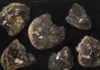Marine species threatened by deep-sea mining These are polymetallic nodules with Plenaster craigi. White line is 1 cm.